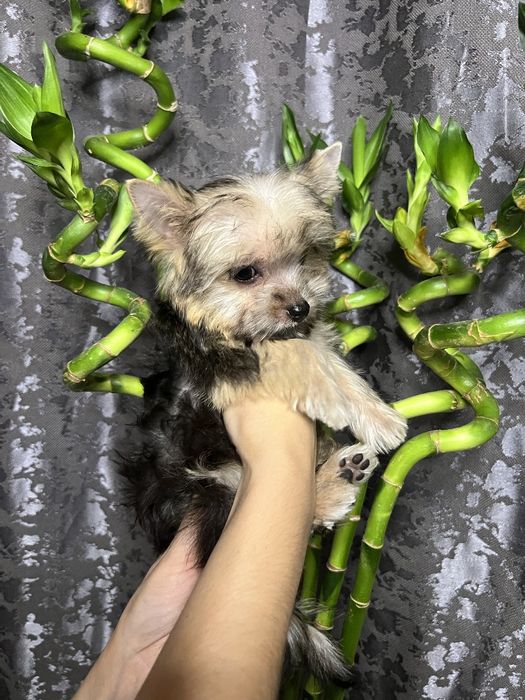 Продаётся щенок йоркширского терьера