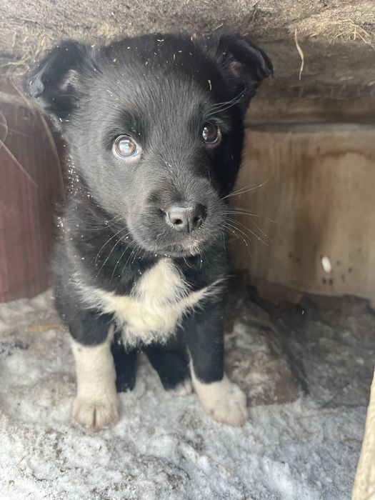 Отдам щенка бесплатно самовывоз