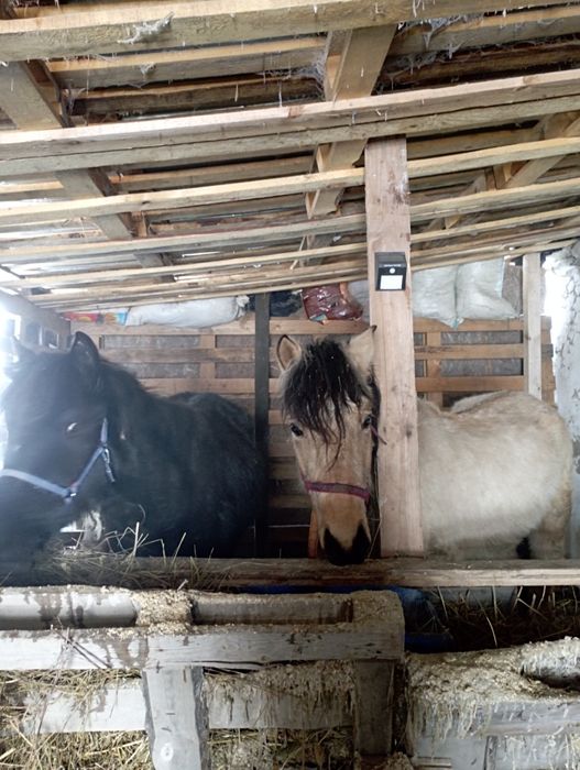 Продам кунанов откорм .ТАЙ , БИЕ