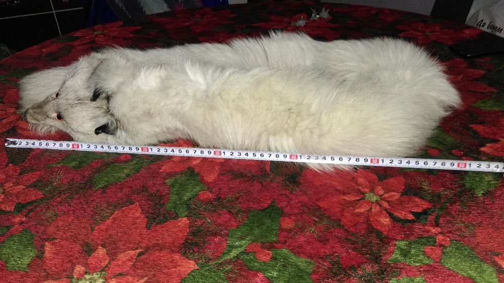 яка сребърна лисица нова