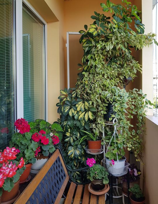 Пъстроцветна Шефлера