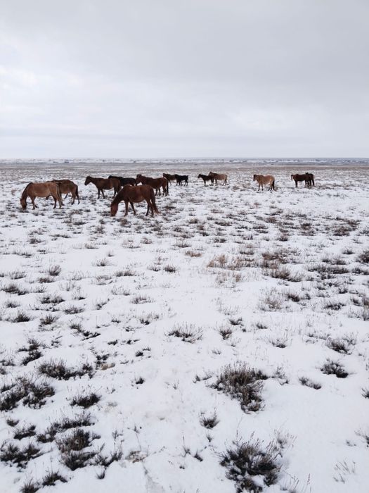 Жабагы / Жабағы аналық / Жеребята