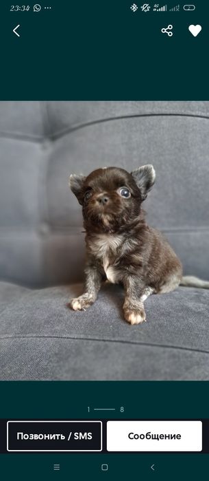 Продаю мини чихуахуа