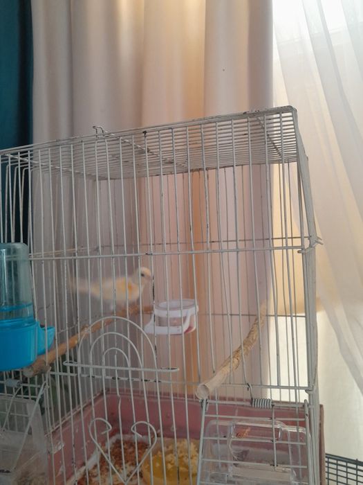 Продам канарейк молодые самсы