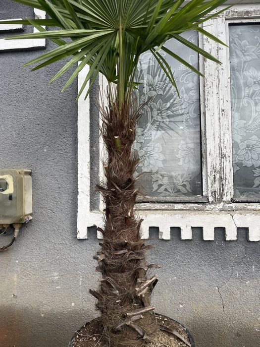 Palmieri Chamareops excelsa