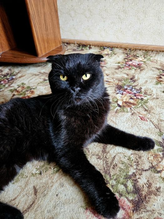 Срочно! Вислоухий британец потеряшка