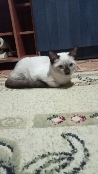 Отдам котика в надёжные добрые руки.