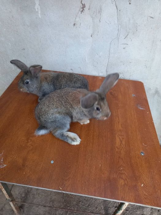 Disponibili pui de iepuri Urias German din parinți tatuați care au participat in expoziți se pot vedea in Baĺs judetul Olt