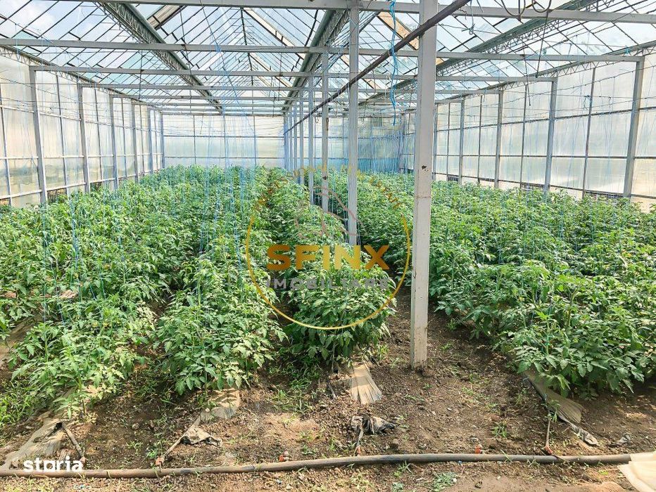 De vanzare ferma Calarasi in stare de conservare - sere - livada