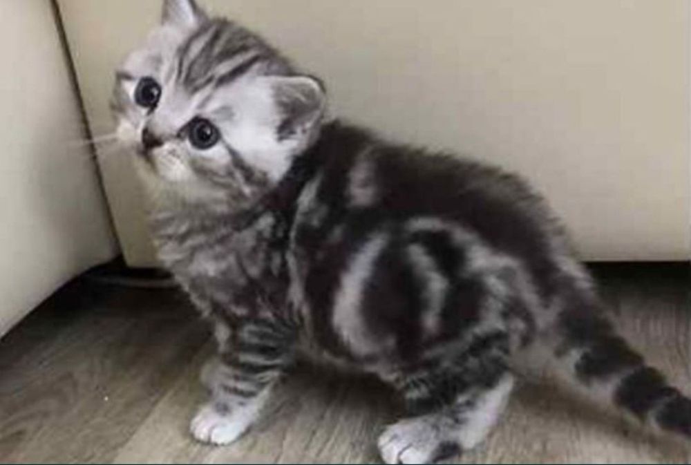 Шотланские котята