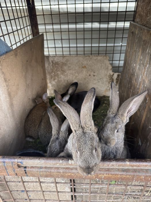 vand iepuri Urias German