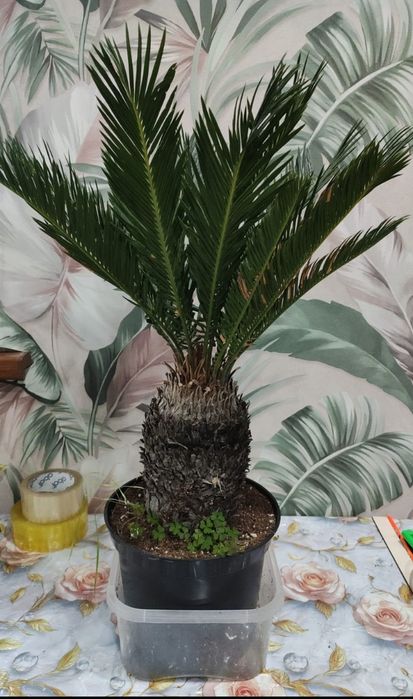 Комнатные растения