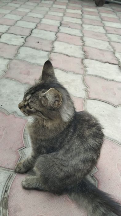 Котята бесплатно