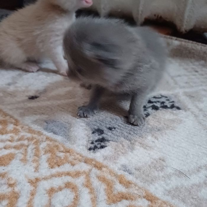 Котята с кошкой.