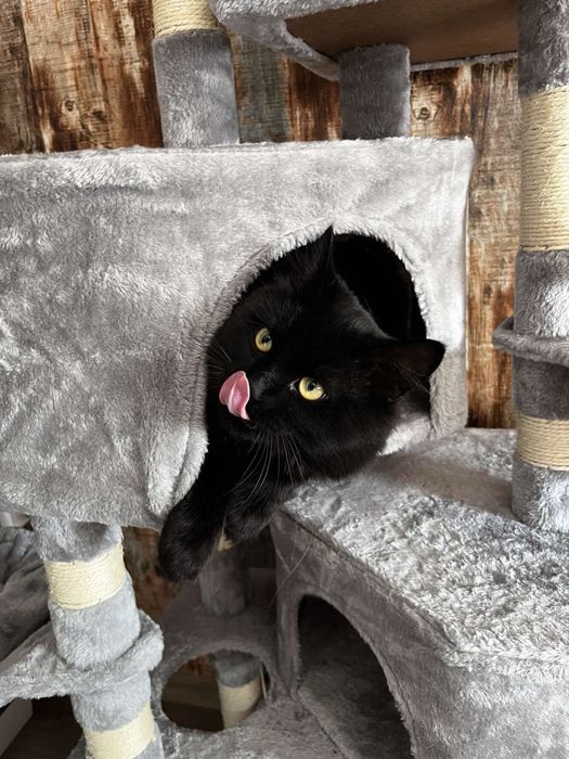 Катерушка за котки