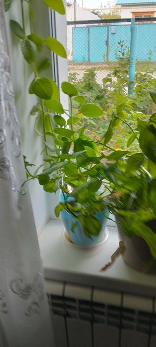 Продам домашние цветы