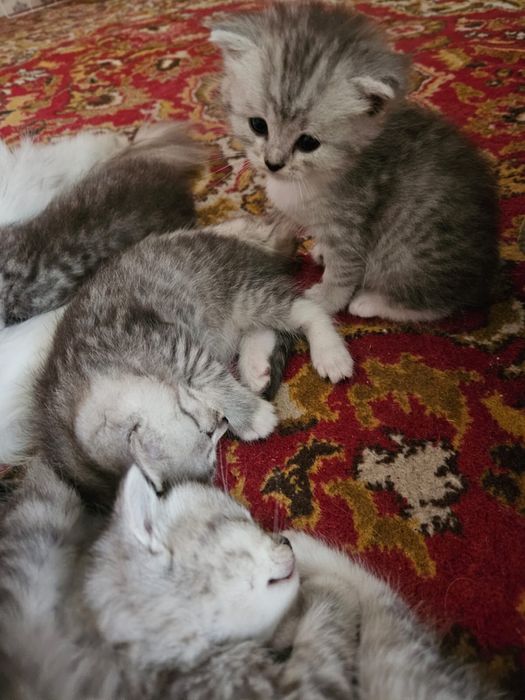 Котята персы отдам в добрые руки