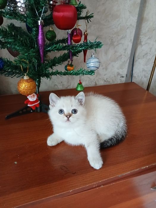 Продаю котенка мальчик