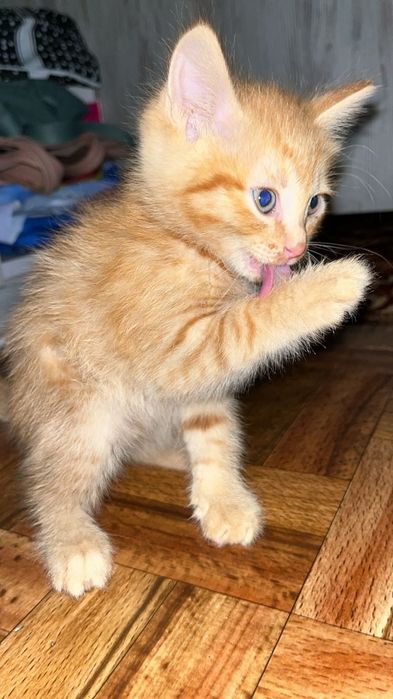 Отдам в добрые руки