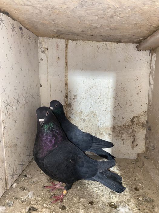 Продам голубей !