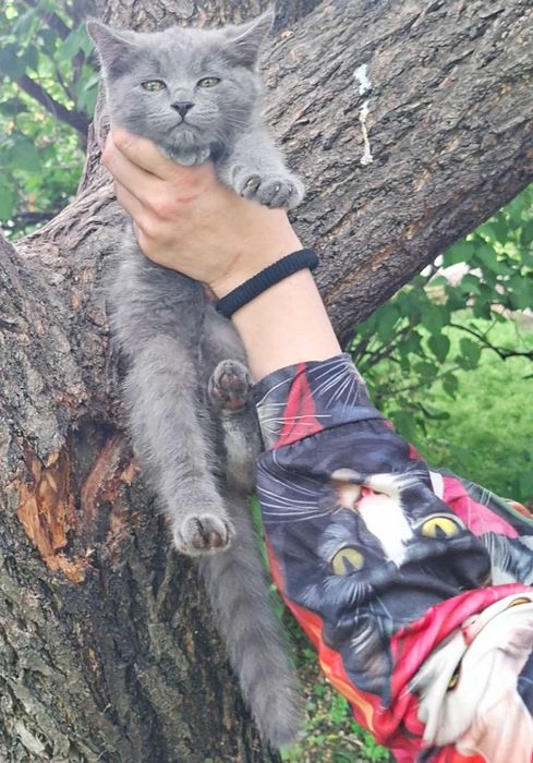 Отдам котёнка в добрые руки
