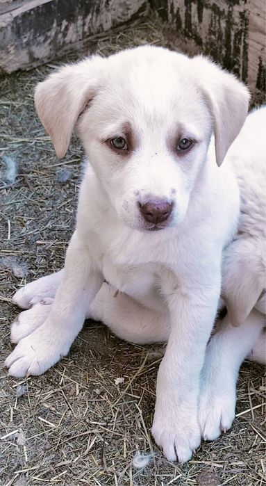 Adoptie pui de metis kangal