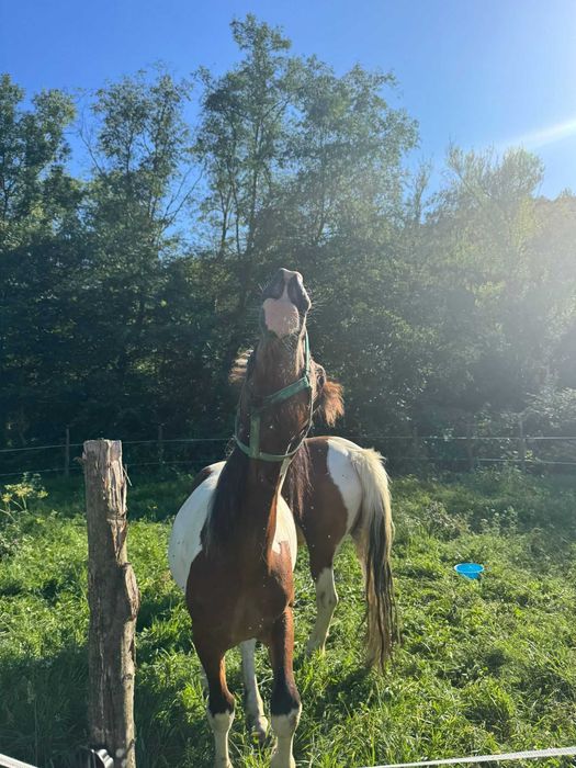 Mânz tărcat echitatie