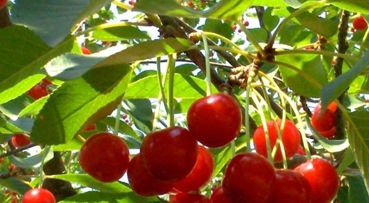 Pomi Fructiferi Pitici Dwarf (Vișin)