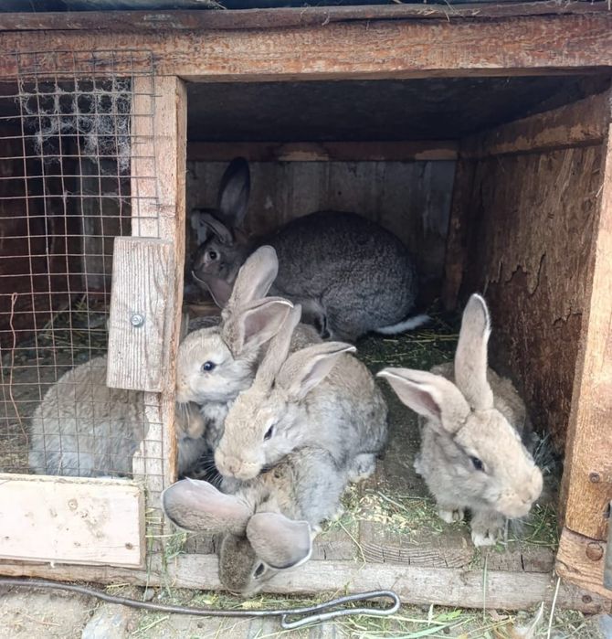 Продам  Кроликов