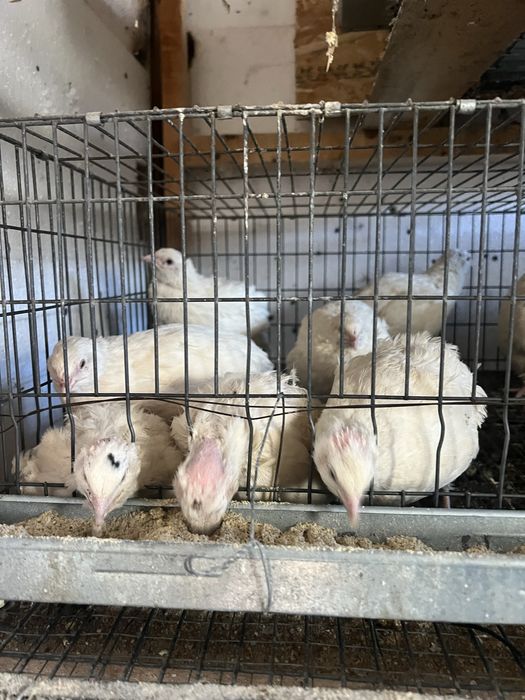 Oua de prepelita polar gigant