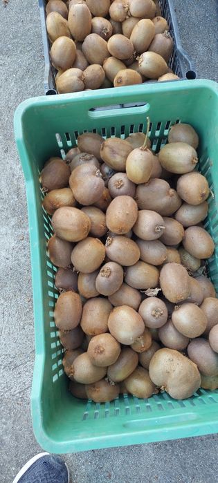 Българско       Киви