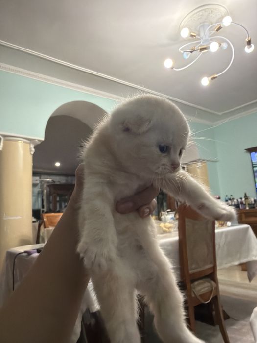 шотлалский вислоухий котенок