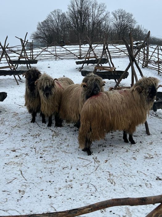 De vinzare berbeci bucalai