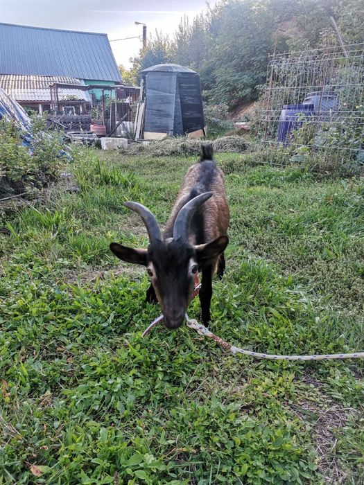 Vând 2 capre, un țap și 2 iezi ,alpini francezi