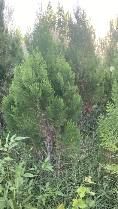 Тополь, Вязь Елка и слива