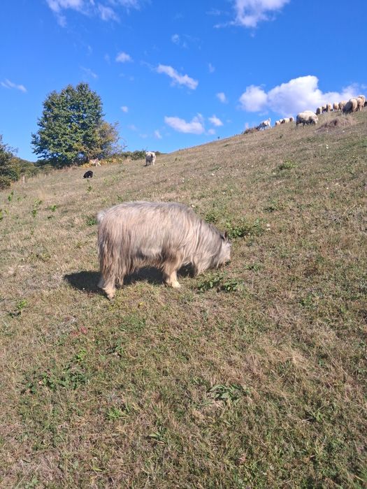 Țap de vânzare  ...