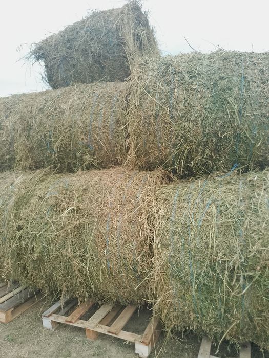 Baloți lucernă coasa 1