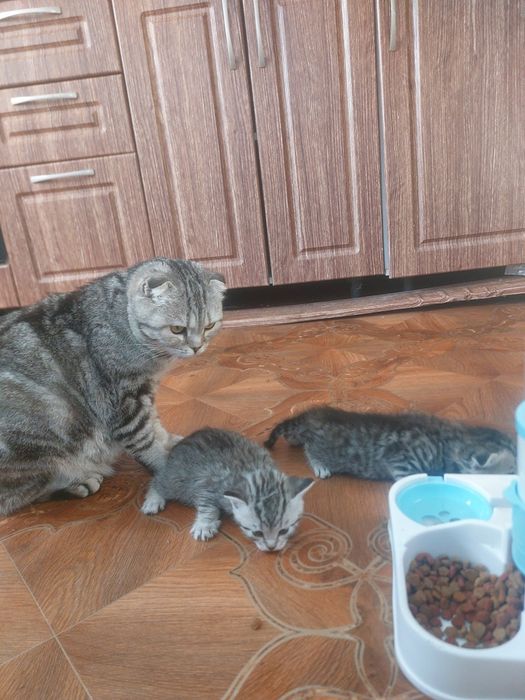 Продаются котята