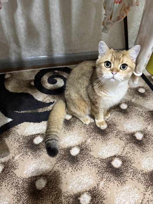 Продается золотистая шиншила