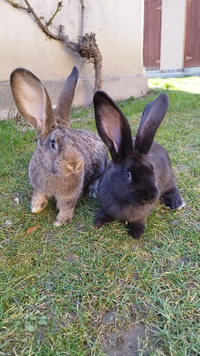 Iepuri urias german 2,5 luni