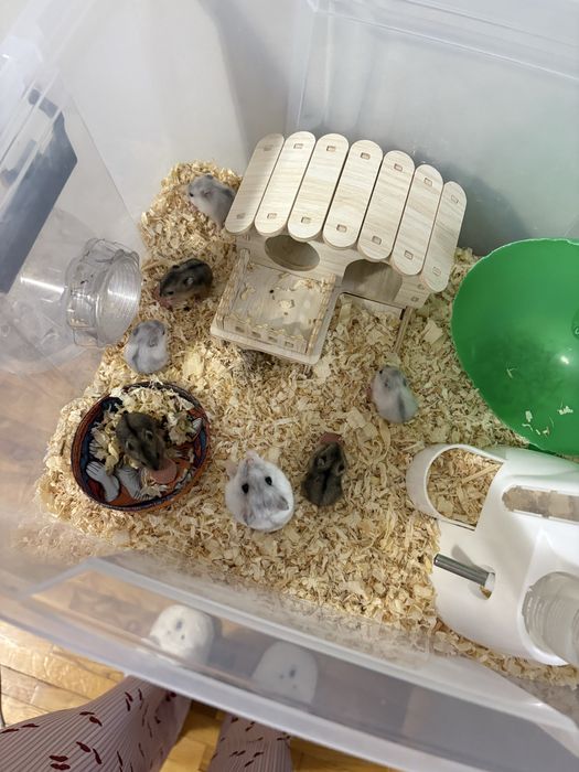 Продавам Мини хамстери