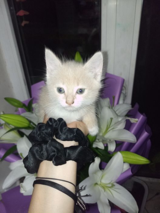 Отдам котят, пишите на Вацап