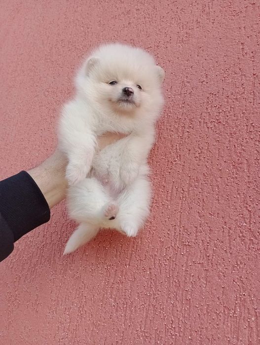 Мъжки и женски Померанчета.