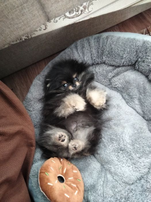 Продадим щенка щпитц