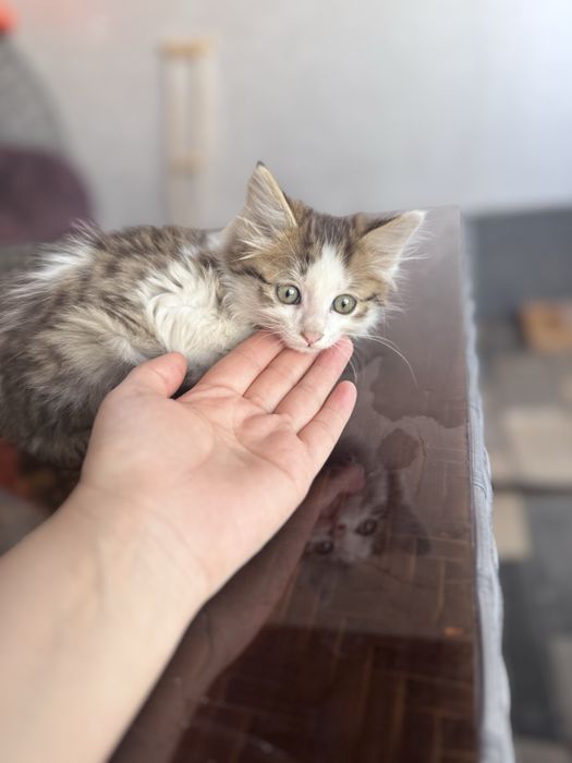 Котенок 2 месяца
