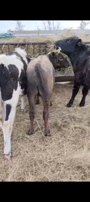 Продам КРС (10 бычков)