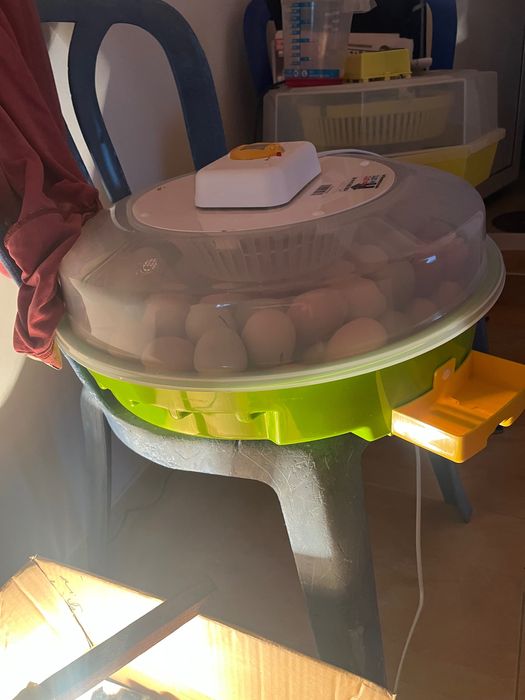 Продавам малки селски пиленца