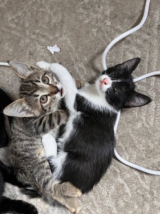 Котенок в добрые руки