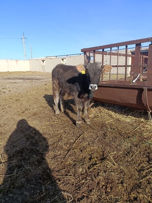 Баспақтар сатылады