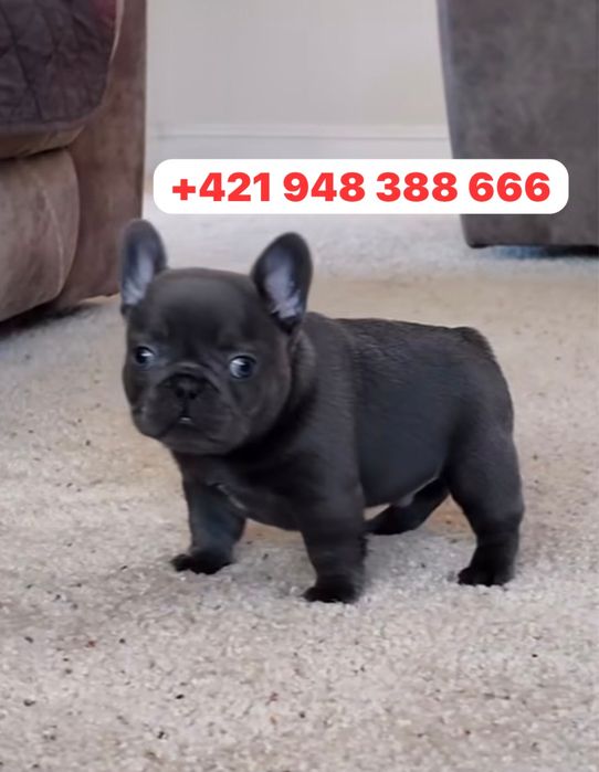 Donez Buldog Francez